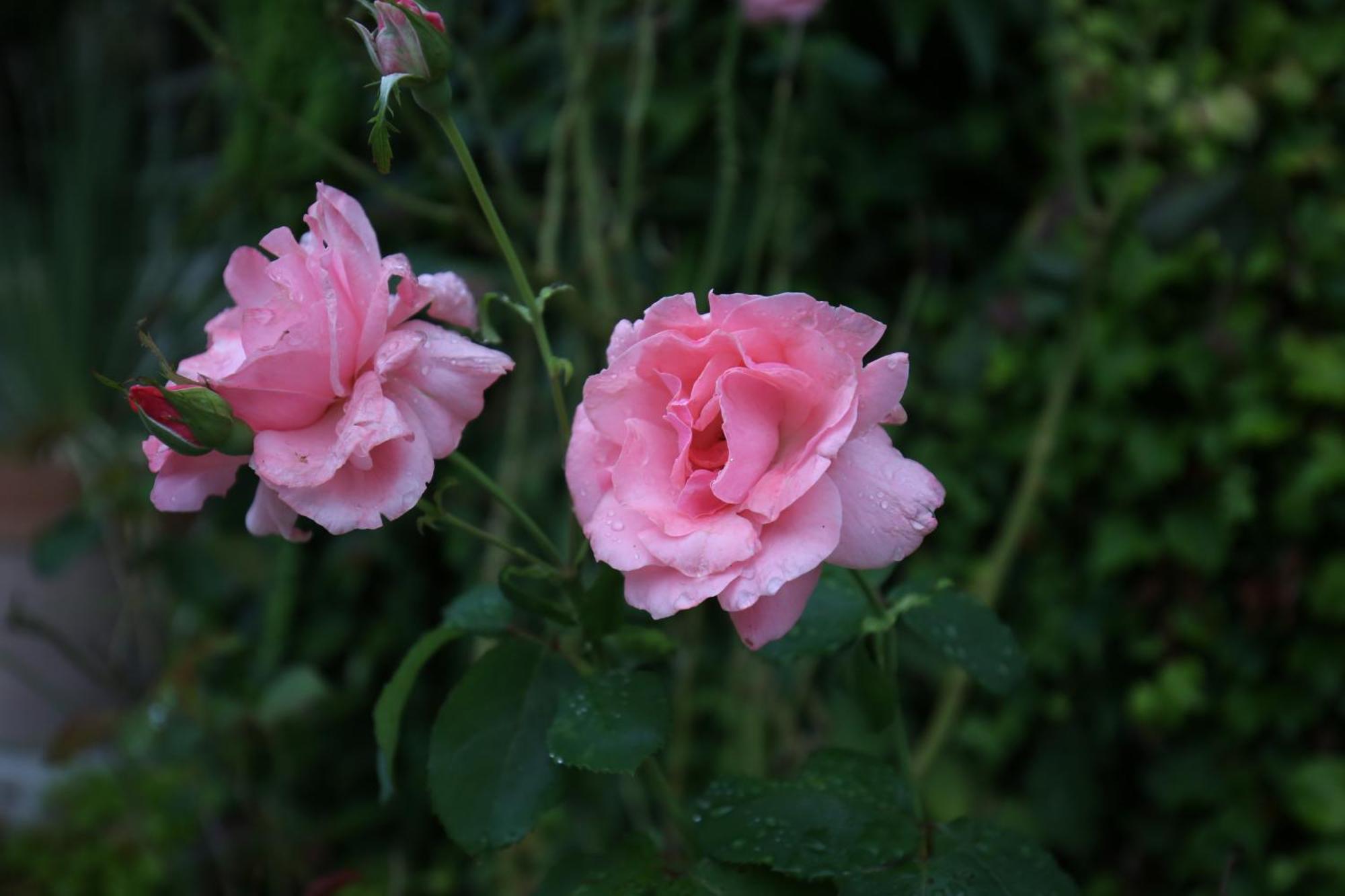La Roulotte Deluxe De Malpas Bed & Breakfast Quingey ภายนอก รูปภาพ